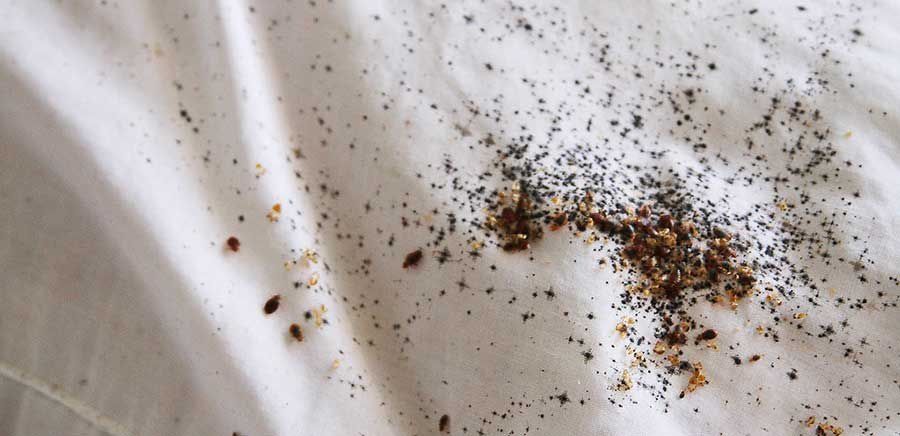 Уничтожение дезинфекция таракан клапа Скорпион каламуш дезинфекции