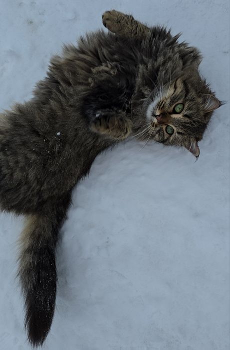 Пристройство кошечки