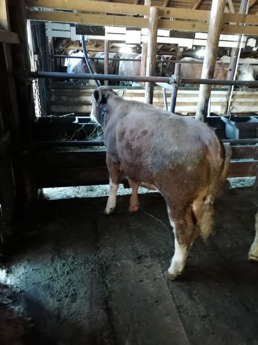 Vand vitele baltata romaneasca