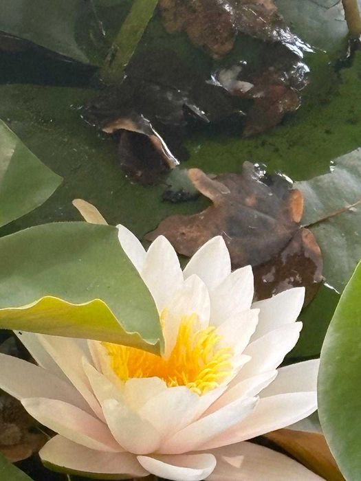 Meditații limba germană și limba engleza
