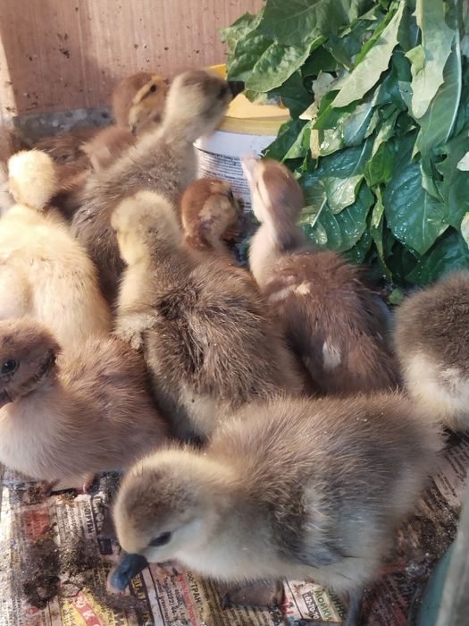 Продам гусят, циплят, индоутят