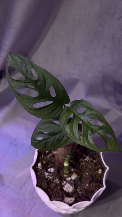 Продам адаптированые растения