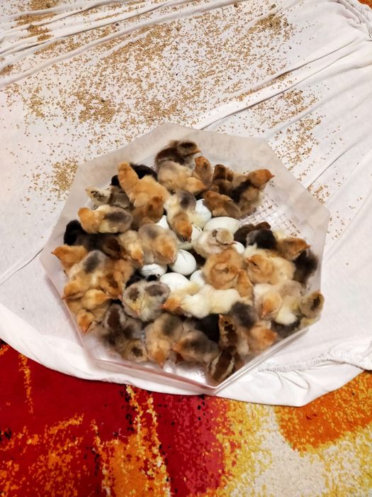 Brahma Pui,  Oua  cu precomanda