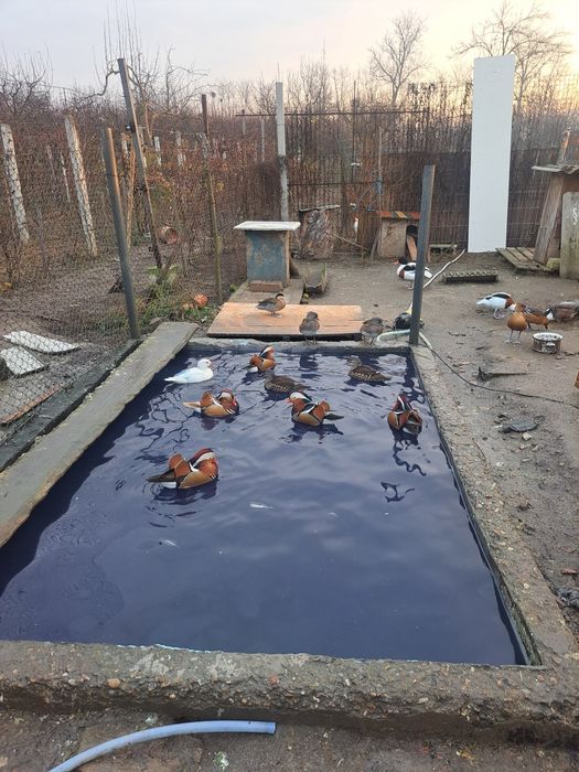 Vând rate mandarine