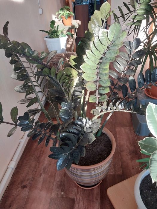 Замиакулькас черный принц