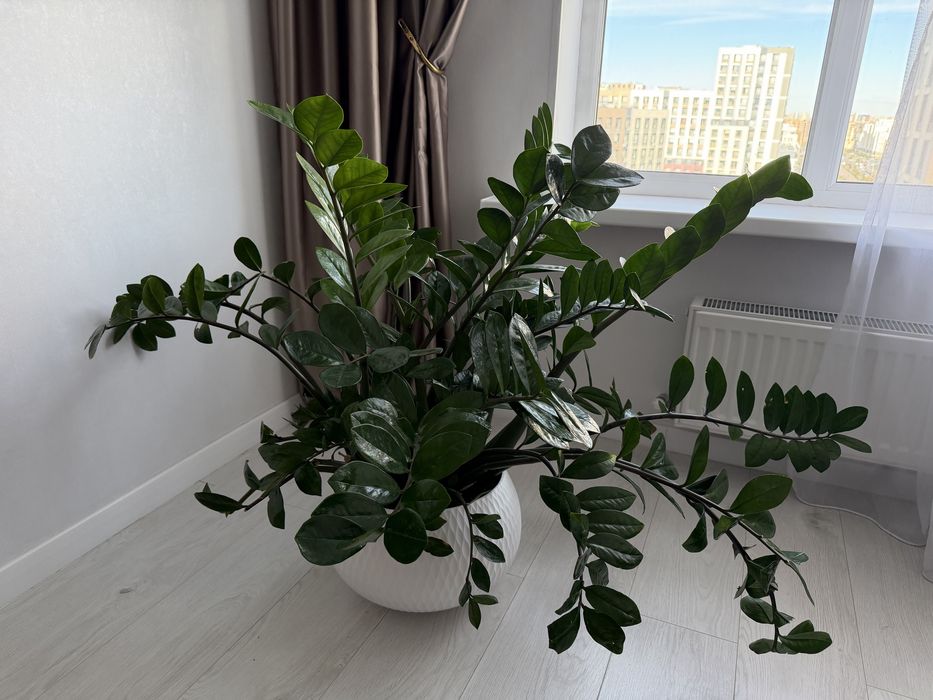 Долларовый цветок