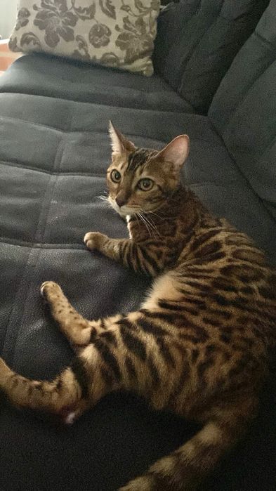 Бенгальская кошка