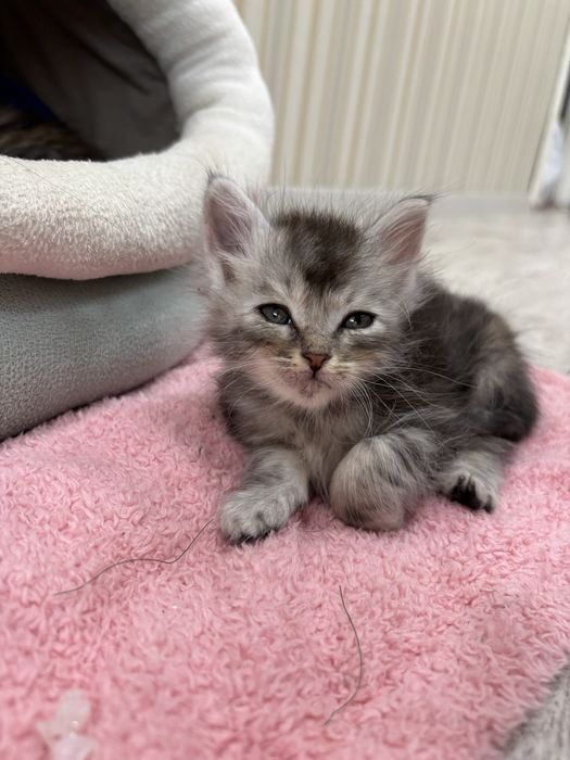 отдаем котят бесплатно