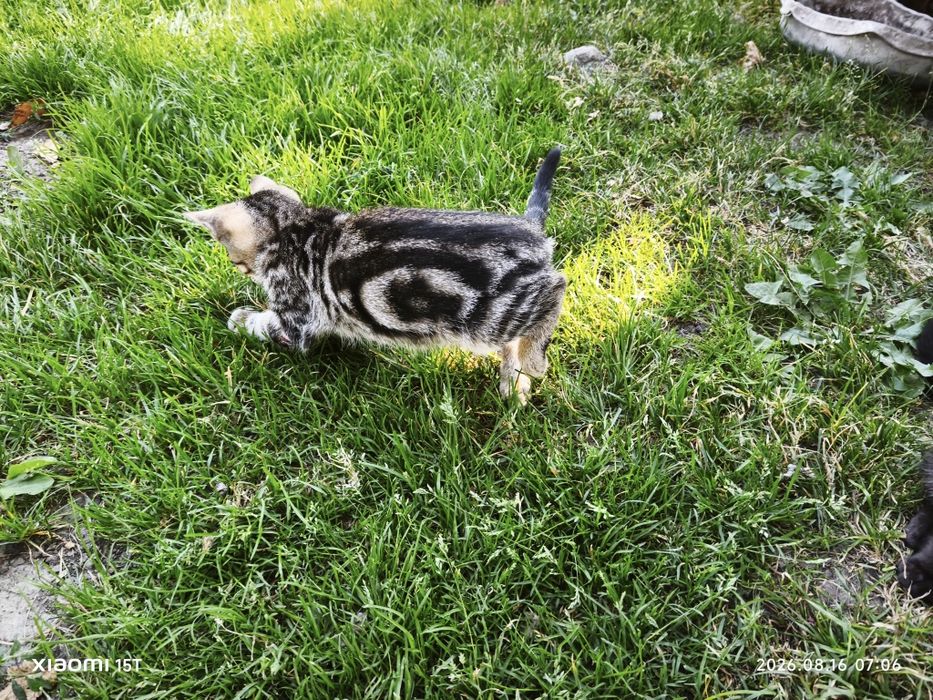 Котёнок необычного окраса