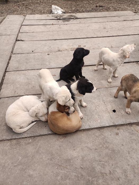 Щенки.  .дворняги.