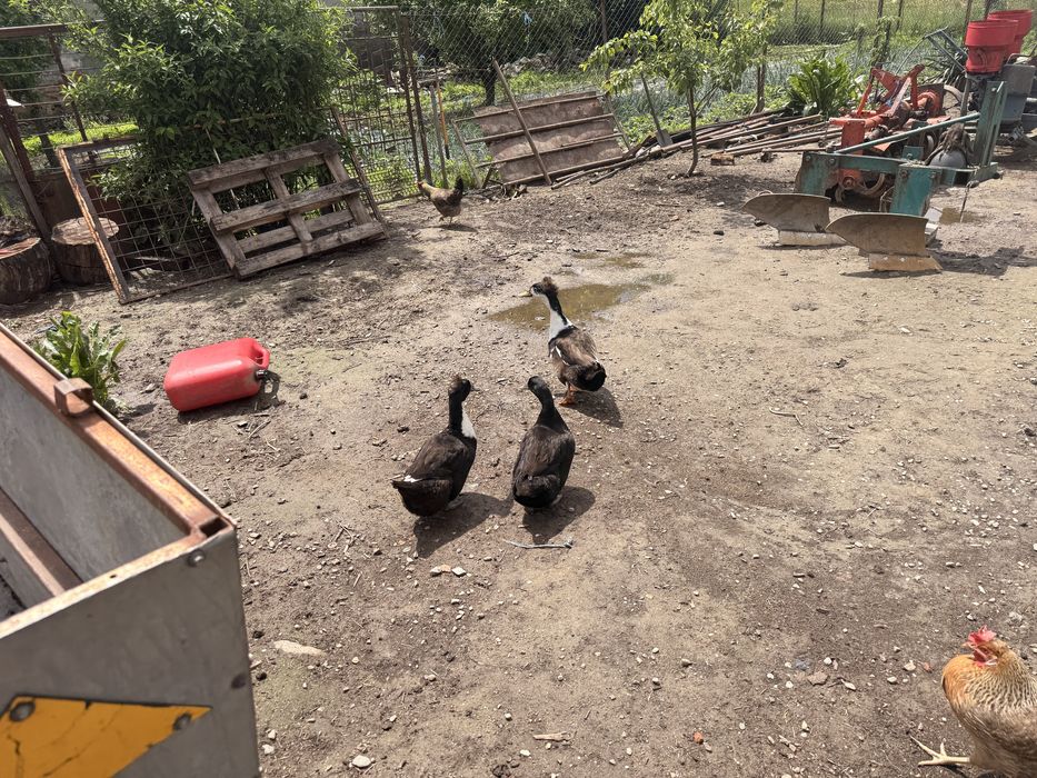 Vând familie de rațe