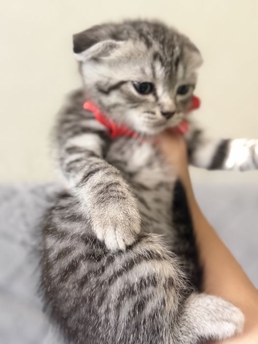 Шотландские вислоухие котята