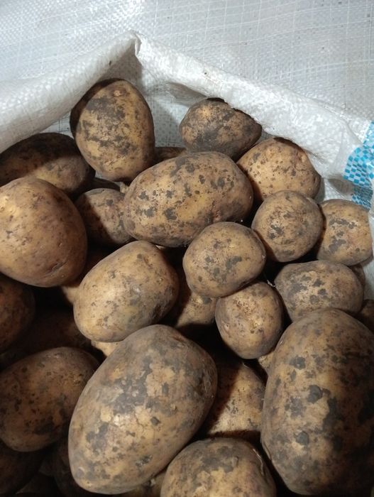 Продам картофель.Местный.