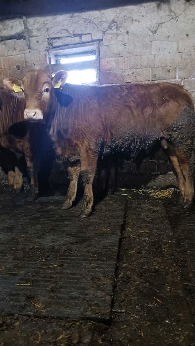 Tauri limuzin de vanzare