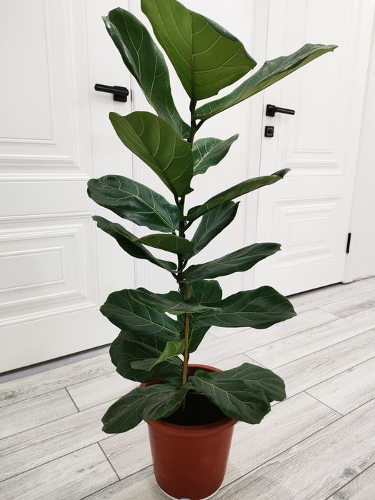 Шикарные растения. доставка