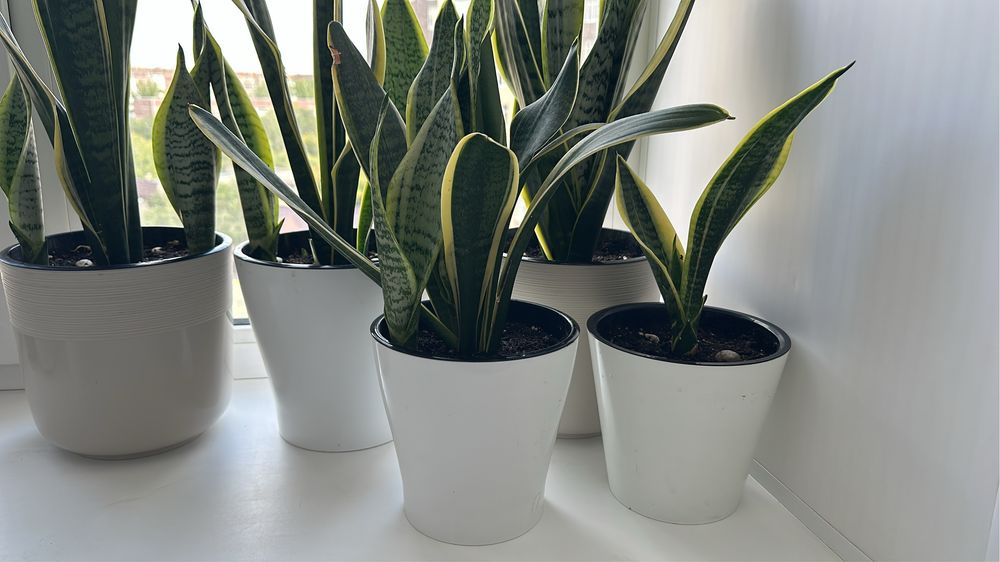 Продаю комнатные цветы