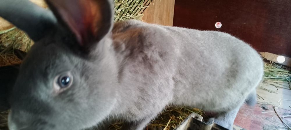 Vind iepuri și tucturele