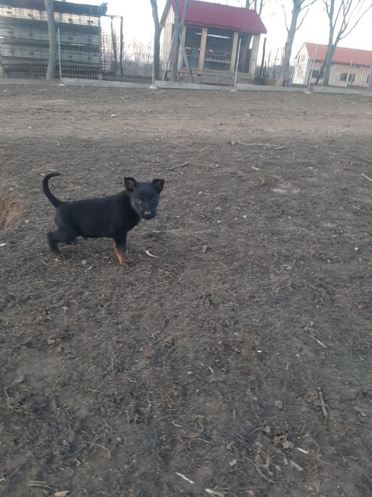 Mascul ciobanesc belgian malinois