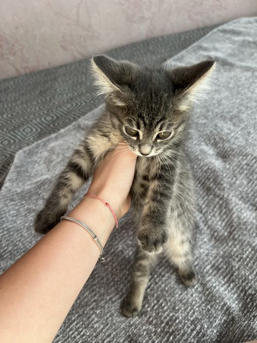 Отдам котёнка в добрый руки