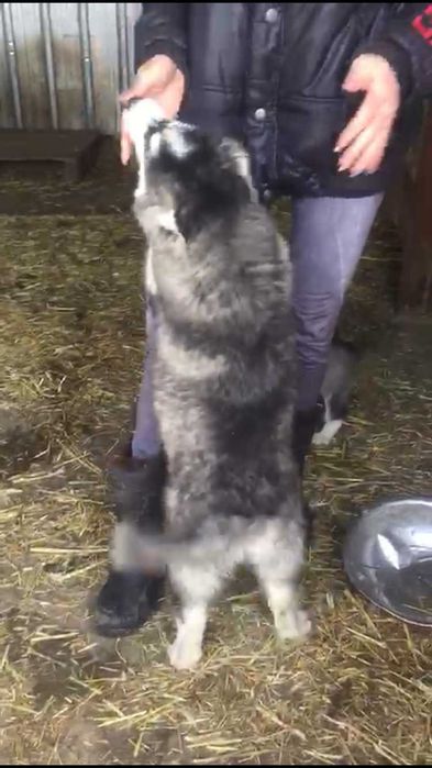 Трехмесячная красотка хаски