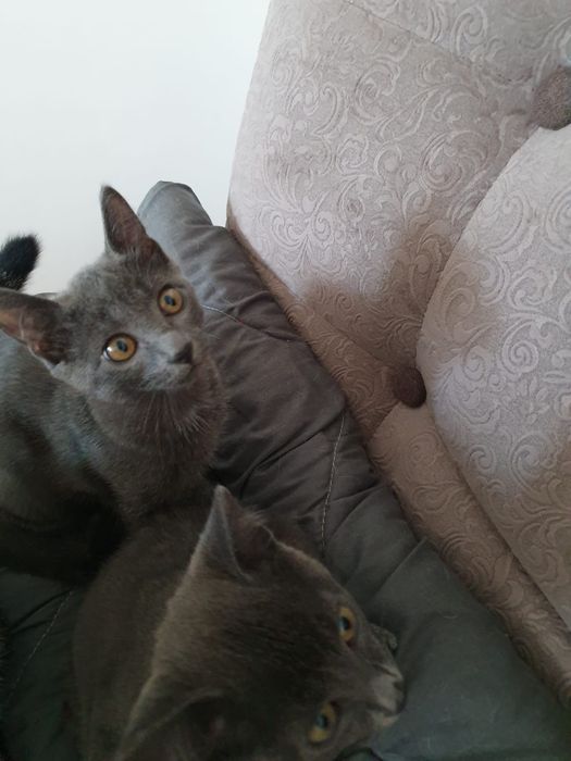 Отдам в добрые руки