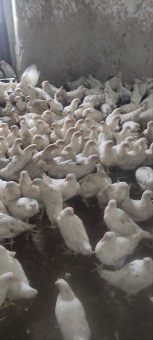 Сенди жужалари  сотилади