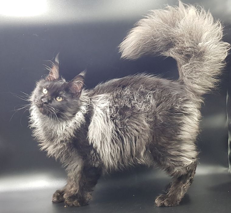 Кот мейн-кун крупный