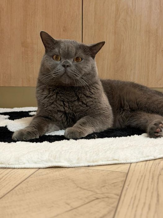 Британец котик 1 годик