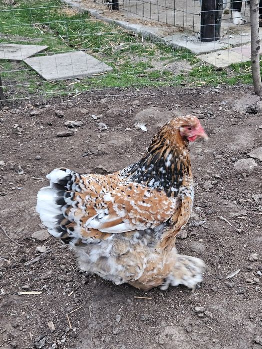 Oua pentru incubat brahma portelan