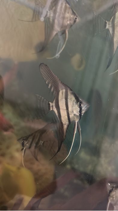 Продам стаю Рио Нанай