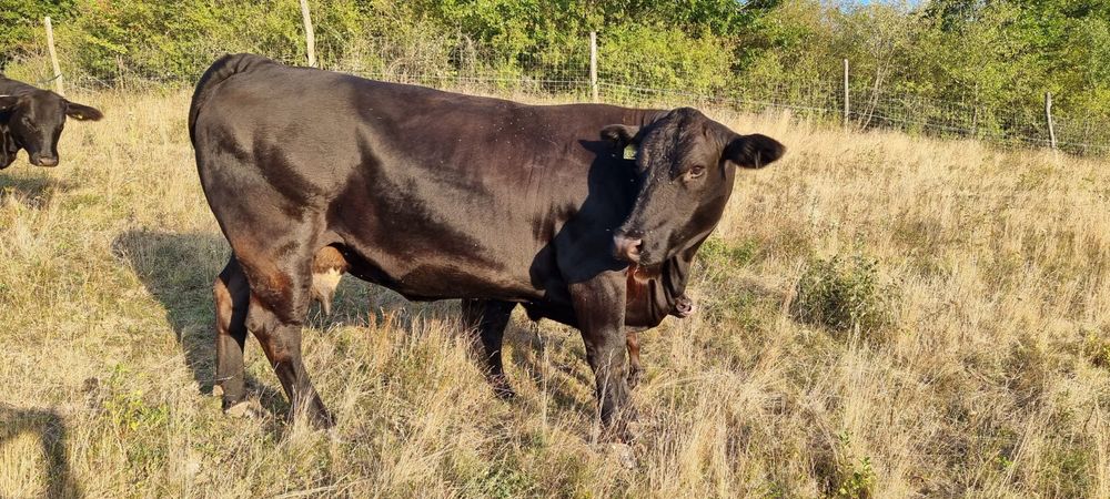 Vand vaca meris de angus