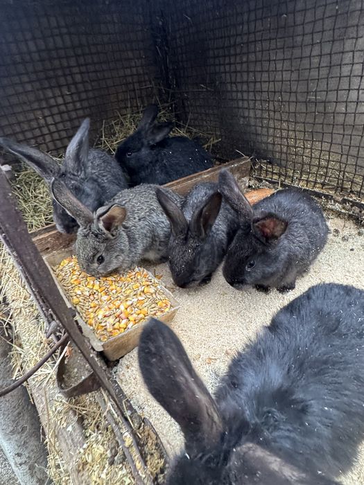 iepurasi urias german