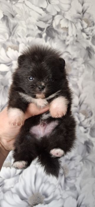 Мини-щеночки шпица