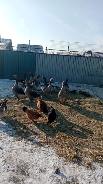 Продам гусей крупно серые 13000 тыс