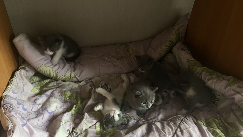 Котята в добрые руки