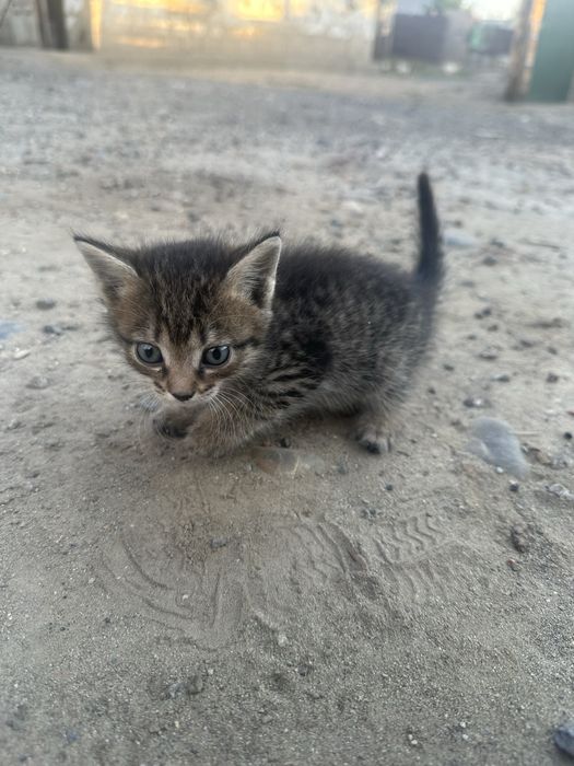 Продам милых котят