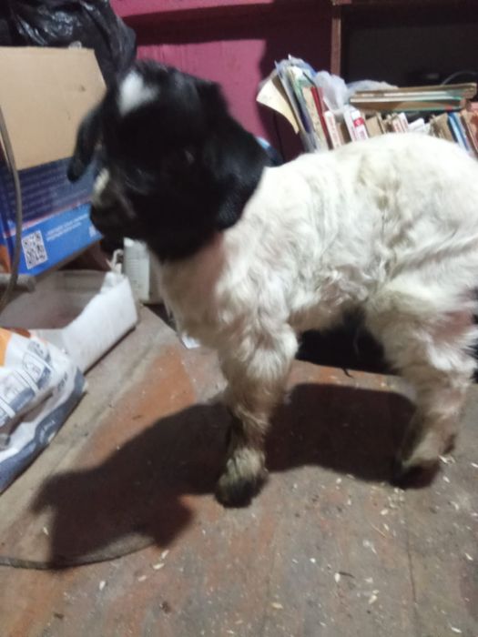 Козлёнок крупный