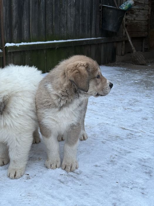 Donez catelusi de talie mare suberbi . Seriozitate