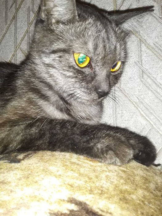 Котенок, девочка, массажист, срочно ищет себе любящих хозяев