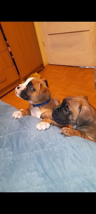 Boxeri german adopție familie nou