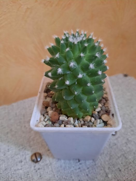 Продам кактусы и хавортию.