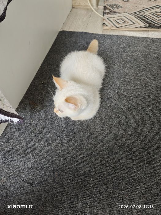 Даром котят мальчик