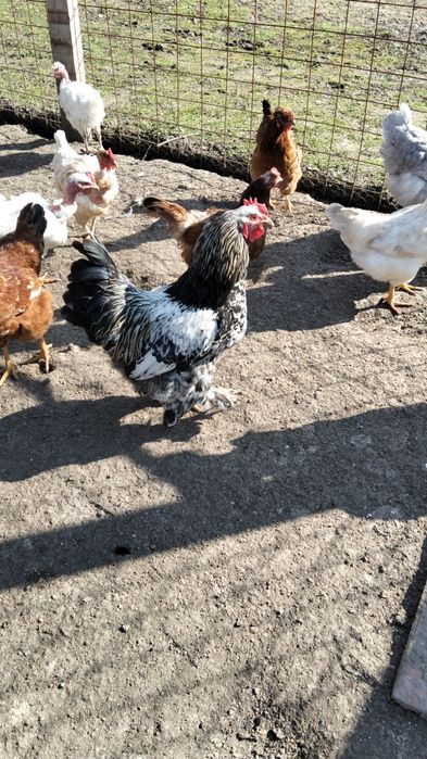 Vând cocoși de țară