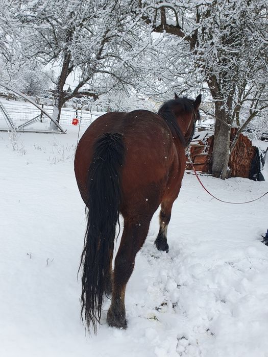 Vând mânza semi grea
