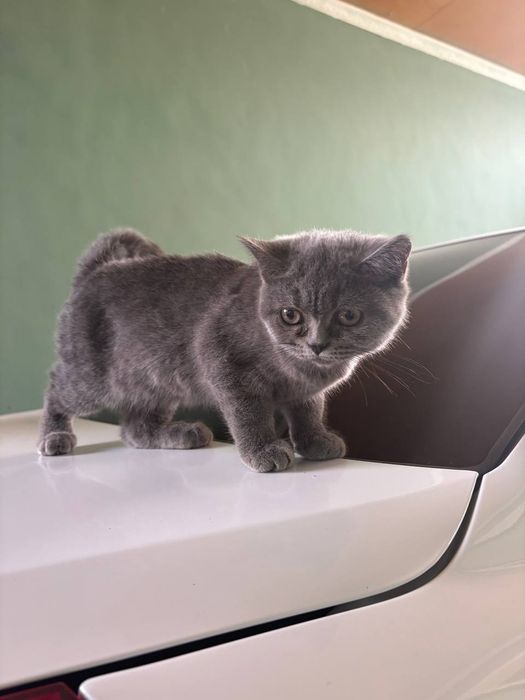 Mushuk fold Britanskiy