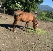 Vând mânză de doi ani