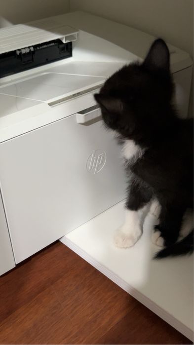 котенок девочка в добрые руки