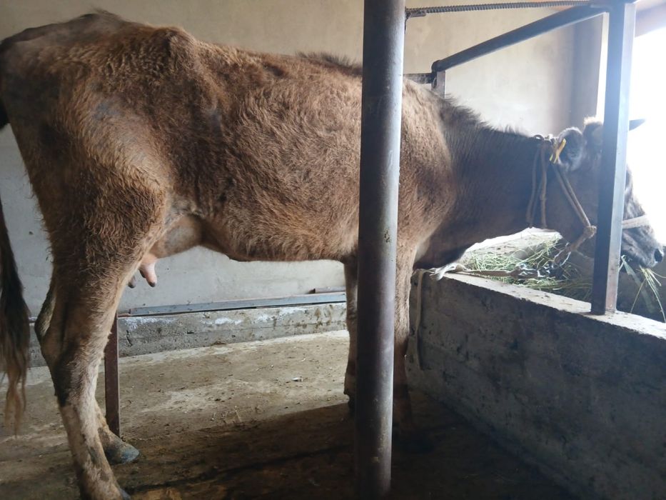 Бұзаулы сиыр сатылады.