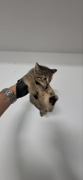 Бебе коте търси дом