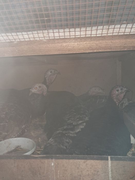 Курк куркалар сотилади